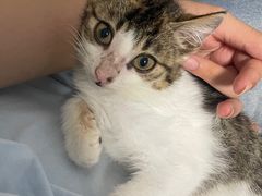 -关爱宠物医院·猫科中心·消化科(滨湖万达分院)