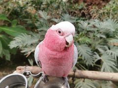 -南宫五洲植物乐园