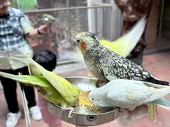 -正佳雨林生态植物园