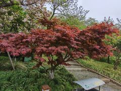 -红梅公园