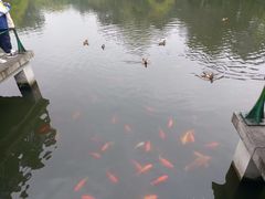 -西湖游船