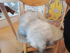 -Let's go狗咖·猫咖·奶狗·桌游(春熙路IFS店)