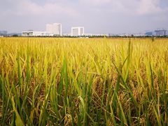 -光明小镇欢乐田园