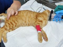 -爱侣宠医·鹦鹉专科·小型哺乳类·异宠专科(灵石路店)