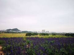 -光明小镇欢乐田园