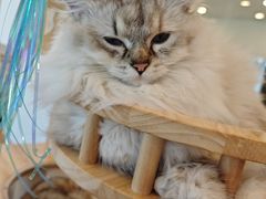-有喵·猫咖·狗咖·30几只猫10只小狗(岗厦店)