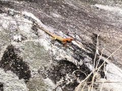 -海南热带雨林国家公园吊罗山景区