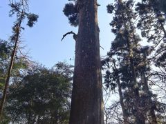 -天目山大树王景区