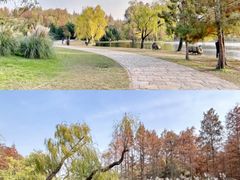 -上海共青森林公园