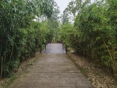 -合肥滨湖国家森林公园