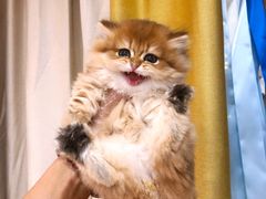 -猫十亿·布偶金渐层·曼基康矮脚猫舍(青年路店)