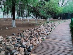 -长白岛森林公园