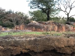 -奥兰多迪士尼动物王国乐园