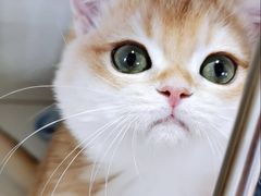 -东方名猫馆·英短金渐层布偶猫舍(环线广场1号楼店)