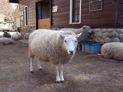 -神户市立六甲山牧场