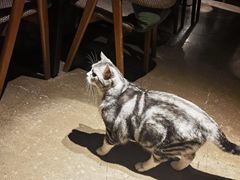 -咖法森林·咖啡  酒吧(天河店)