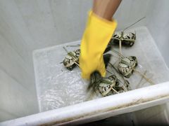 -蟹状元大闸蟹·年货·粽子(成都成华店)