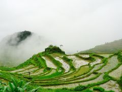 -紫鹊界梯田景区