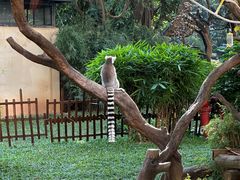 -熊猫自助餐厅.萌趣城堡(长隆熊猫酒店)