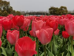 -荷兰花海