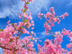 -北京国际鲜花港