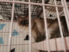 -Cappucimeow猫咪咖啡馆(韦伯时代店)