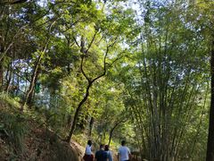 -广州市流溪河国家森林公园