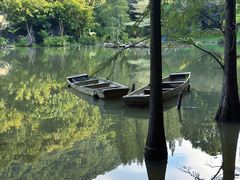 -深圳仙湖植物园