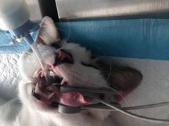 -关爱宠物医院·猫科中心·消化科(滨湖万达分院)