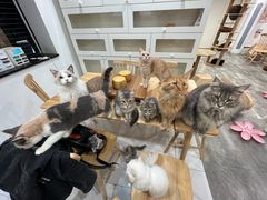 -楼上猫咖(罗湖店)
