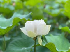 -黄兴公园