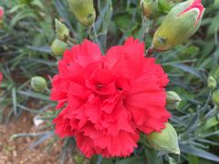 -松山湖梦幻百花洲