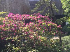 花-汇龙潭