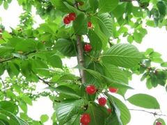 -樱桃山旅游景区