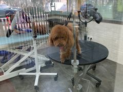 -暖阳宠物医院·犬猫康复中心·骨科