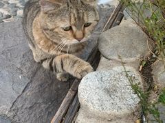 -喵屿·大理花园猫咖