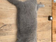 -猫小院猫主题咖啡厅(北锣店)