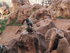 -昆明动物园