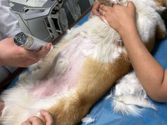 -达爱动物医院·犬猫分区·CT·复杂眼科(远洋山水分院)