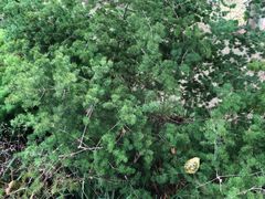 -广西壮族自治区药用植物园
