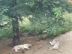 -大连森林动物园