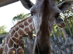 -清迈夜间动物园