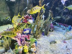 -太平洋海底世界