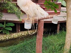 -呀路古热带植物园