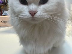 -伟伟宠物医院·瑞派猫友好医院·猫科(光谷店)