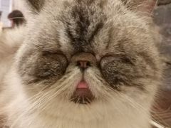 -猫色咖啡·猫咖