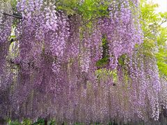 -嘉定紫藤园