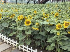 -廊坊文化艺术中心