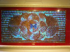 android_upload_pic-上海昆虫博物馆