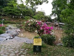 -东莞植物园
